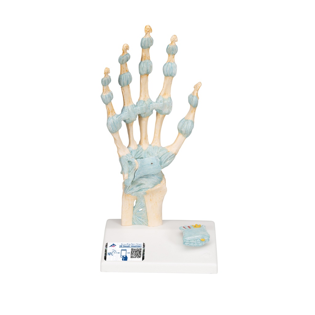 Modèle de squelette de main 3B Scientific®
