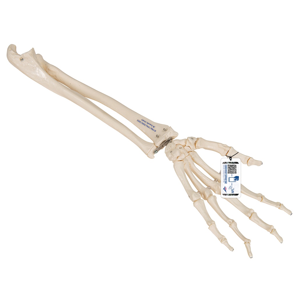 Squelette de la main avec ulna et radius 3B Scientific®