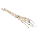Squelette de la main avec ulna et radius 3B Scientific®