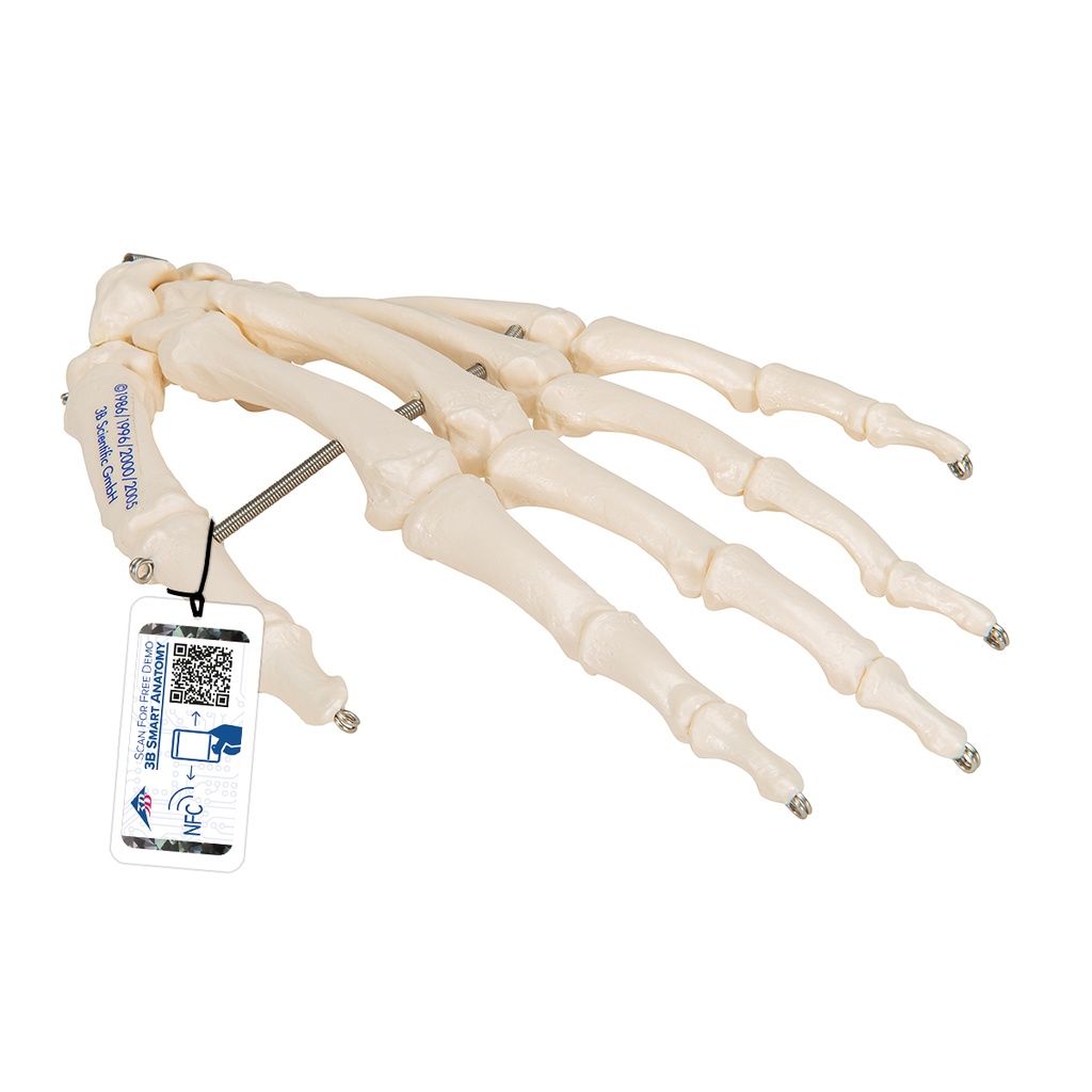 Squelette de main monté sur fil 3B Scientific®