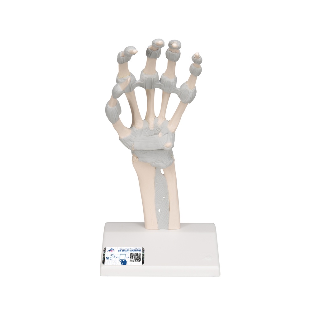 Squelette de la main avec ligaments élastiques 3B Scientific®