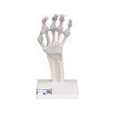 Squelette de la main avec ligaments élastiques 3B Scientific®