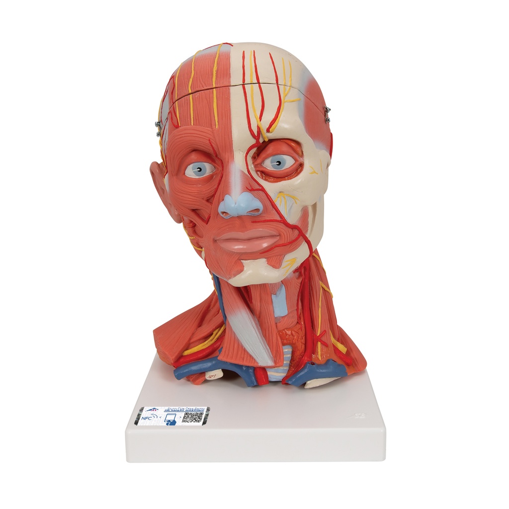 Musculature de la tête et du cou 3B Scientific®