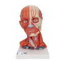 Musculature de la tête et du cou 3B Scientific®