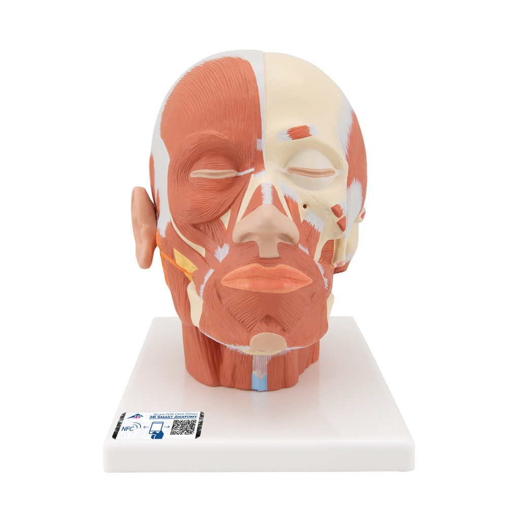 Musculature de la tête 3B Scientific®