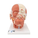 Musculature de la tête 3B Scientific®