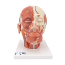 Musculature de la tête version avancée 3B Scientific®