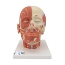 Musculature de la tête complémentaire 3B Scientific®