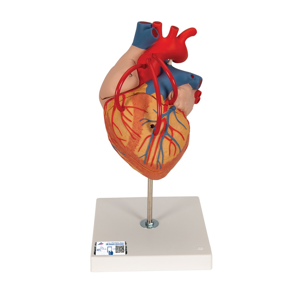 Cœur avec pontage en 2 exemplaires 3B Scientific®