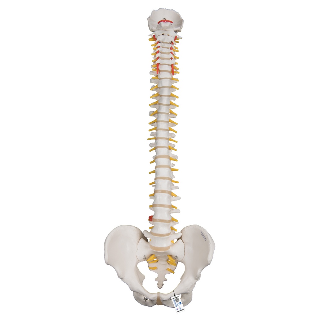 Colonne vertébrale très flexible 3B Scientific®