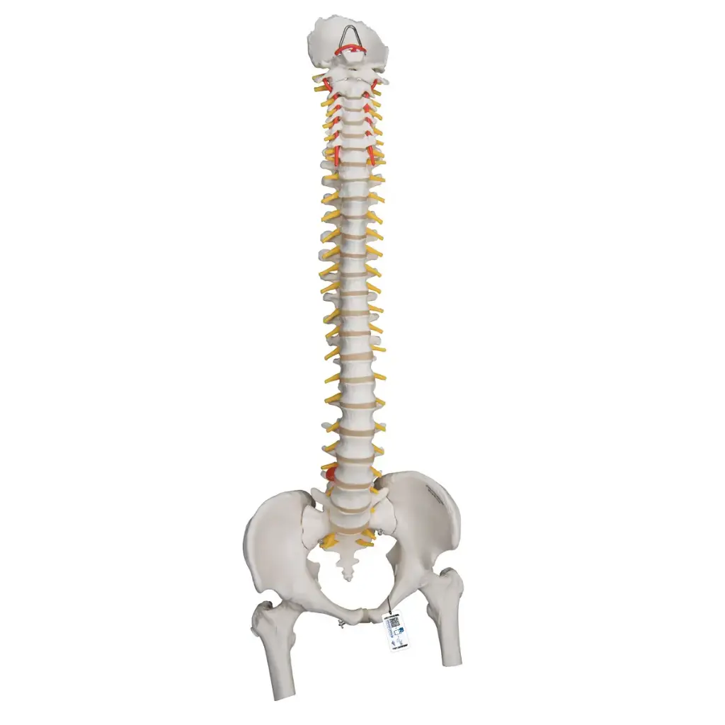 Colonne vertébrale très flexible 3B Scientific®