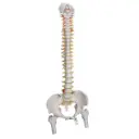 Colonne vertébrale très flexible 3B Scientific®