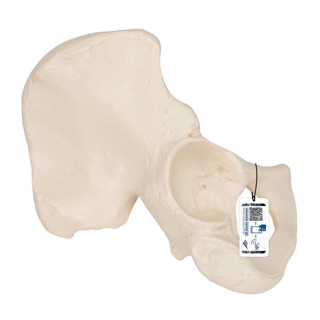 Os coxal 3B Scientific®