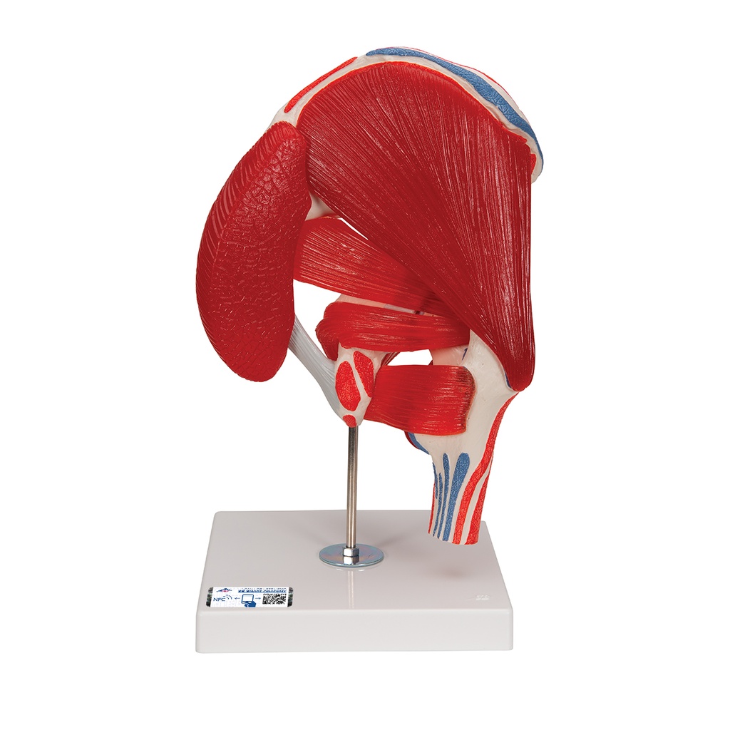 Articulation de la hanche en 7 parties 3B Scientific®