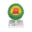 Modèle du VIH 3B Scientific®