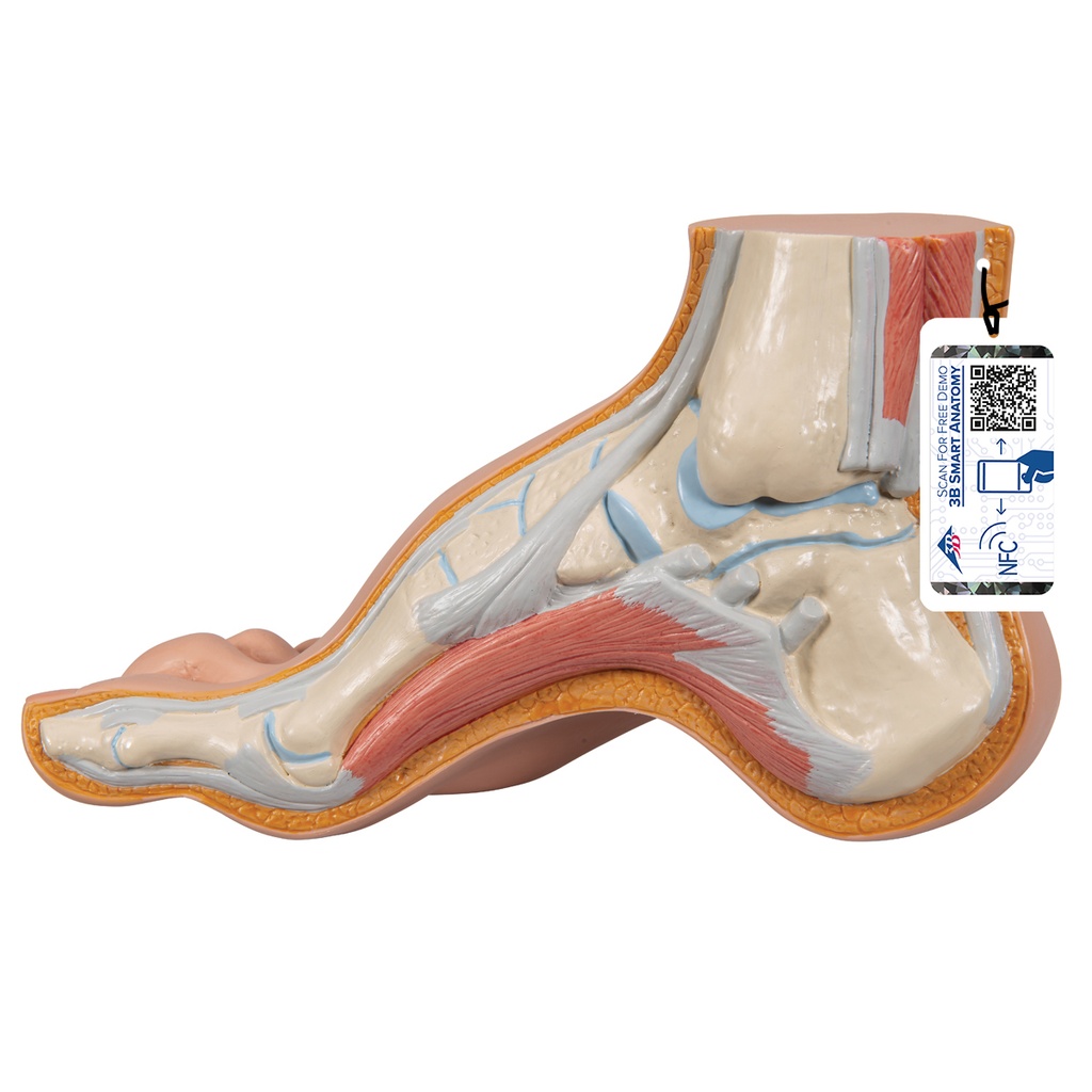 Pied creux 3B Scientific®