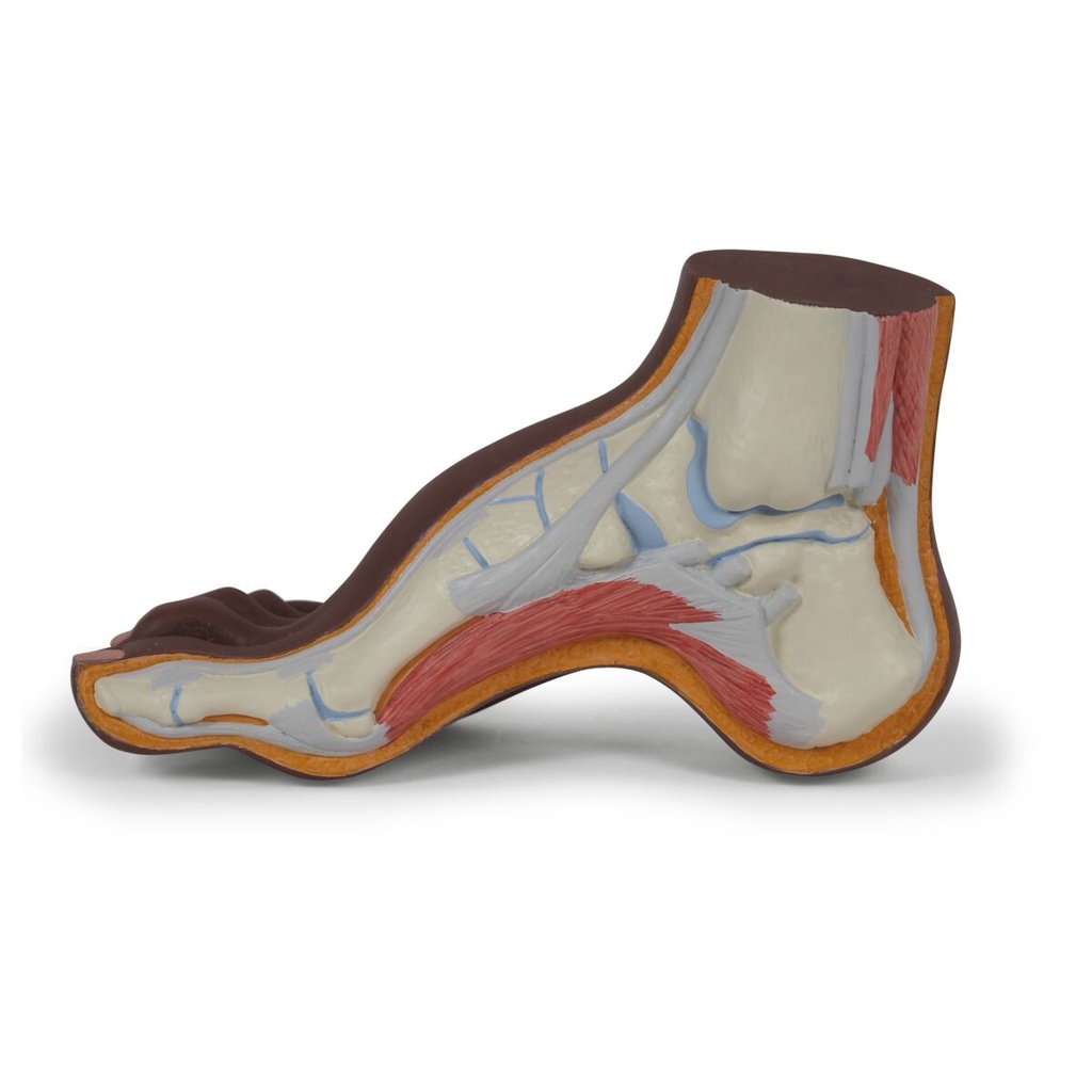 Pied creux 3B Scientific®