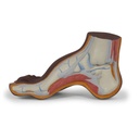 Pied creux 3B Scientific®