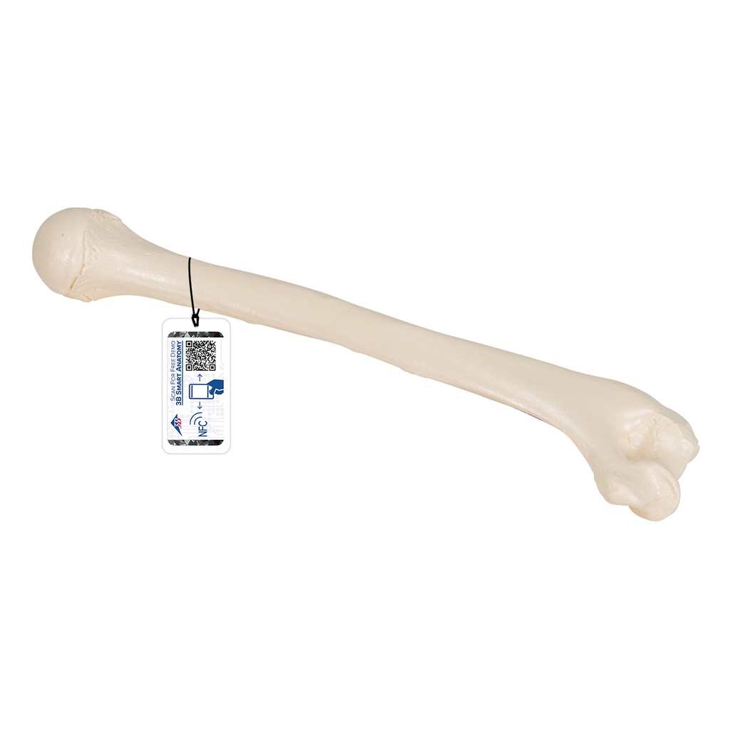 Humérus 3B Scientific®