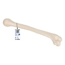 Humérus 3B Scientific®