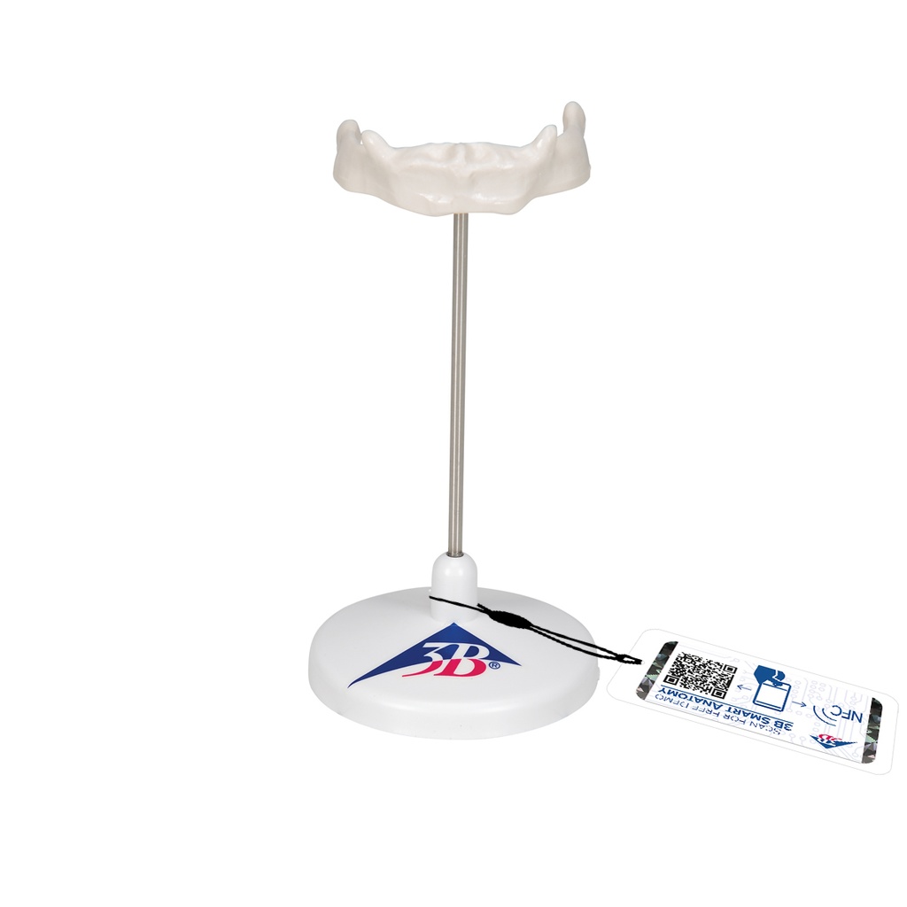 Os hyoïde sur support 3B Scientific®