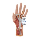 Modèle de structure interne de la main 3B Scientific®