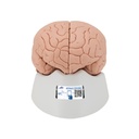 Modèle d'introduction du cerveau en 2 parties 3B Scientific®
