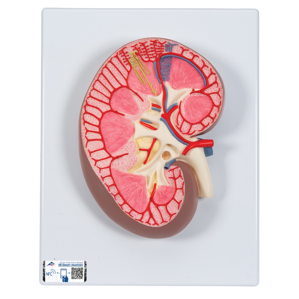 Section de rein en 3 parties 3B Scientific®
