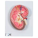 Section de rein en 3 parties 3B Scientific®