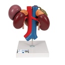 Reins avec organes de la cavité abdominale 3B Scientific®