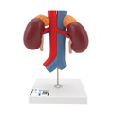 Reins avec vaisseaux en 2 parties 3B Scientific®