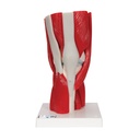Articulation du genou en 12 parties 3B Scientific®