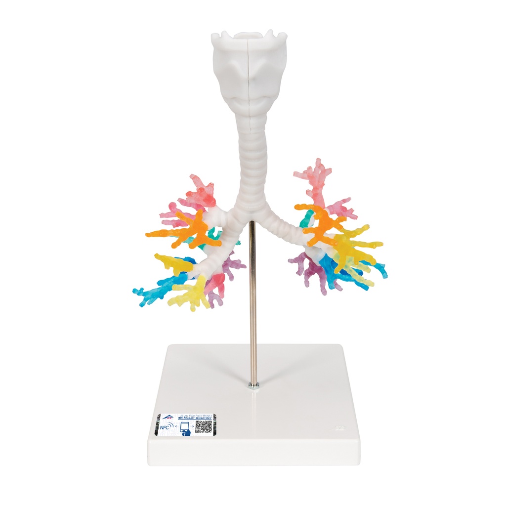 Larynx avec arbre bronchique 3B Scientific®