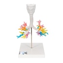 Larynx avec arbre bronchique 3B Scientific®