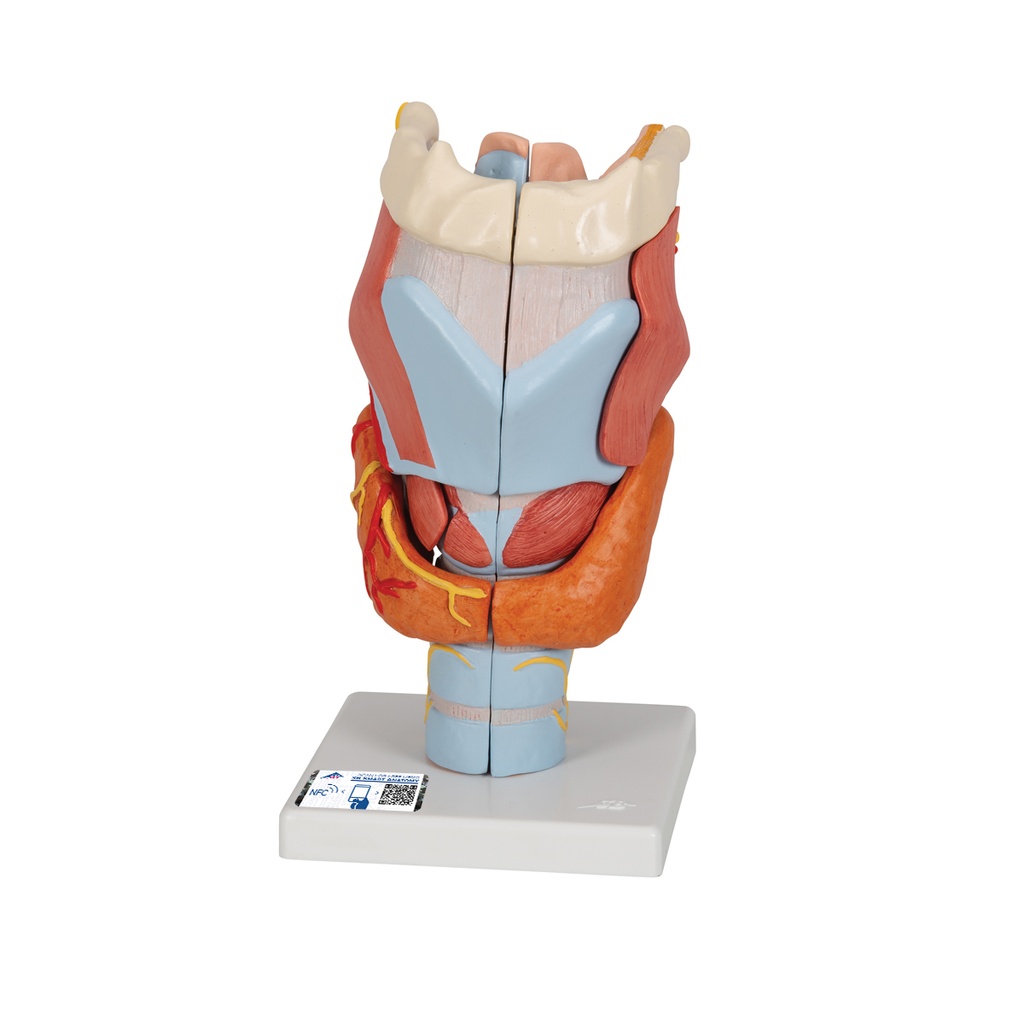 Larynx agrandi 2 fois 3B Scientific®