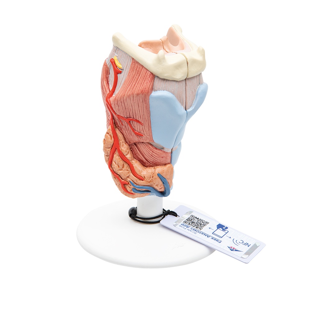 Larynx en 2 parties 3B Scientific®
