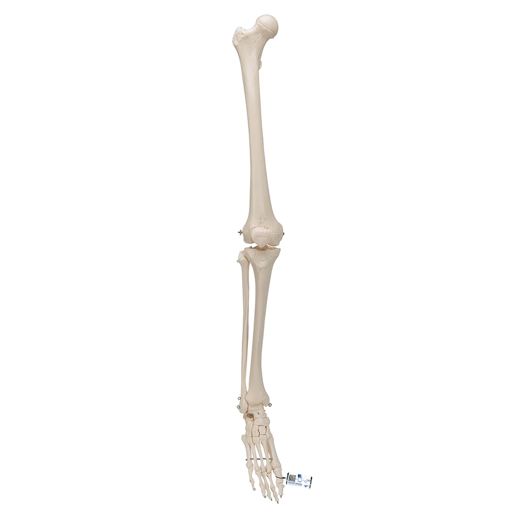 Squelette de jambe sans os de la hanche 3B Scientific®