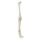 Squelette de jambe sans os de la hanche 3B Scientific®