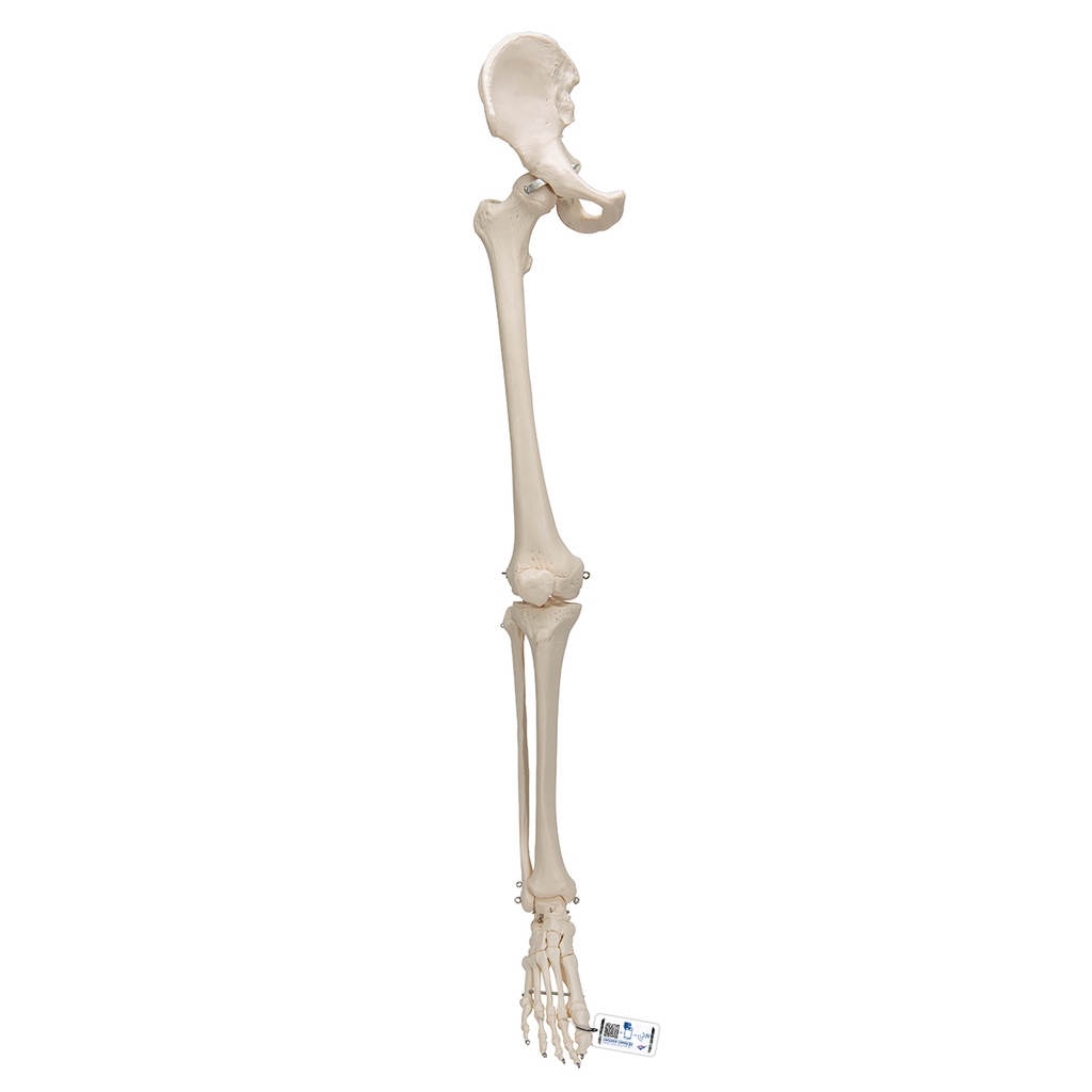 Squelette de jambe avec os de la hanche 3B Scientific®