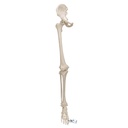 Squelette de jambe avec os de la hanche 3B Scientific®