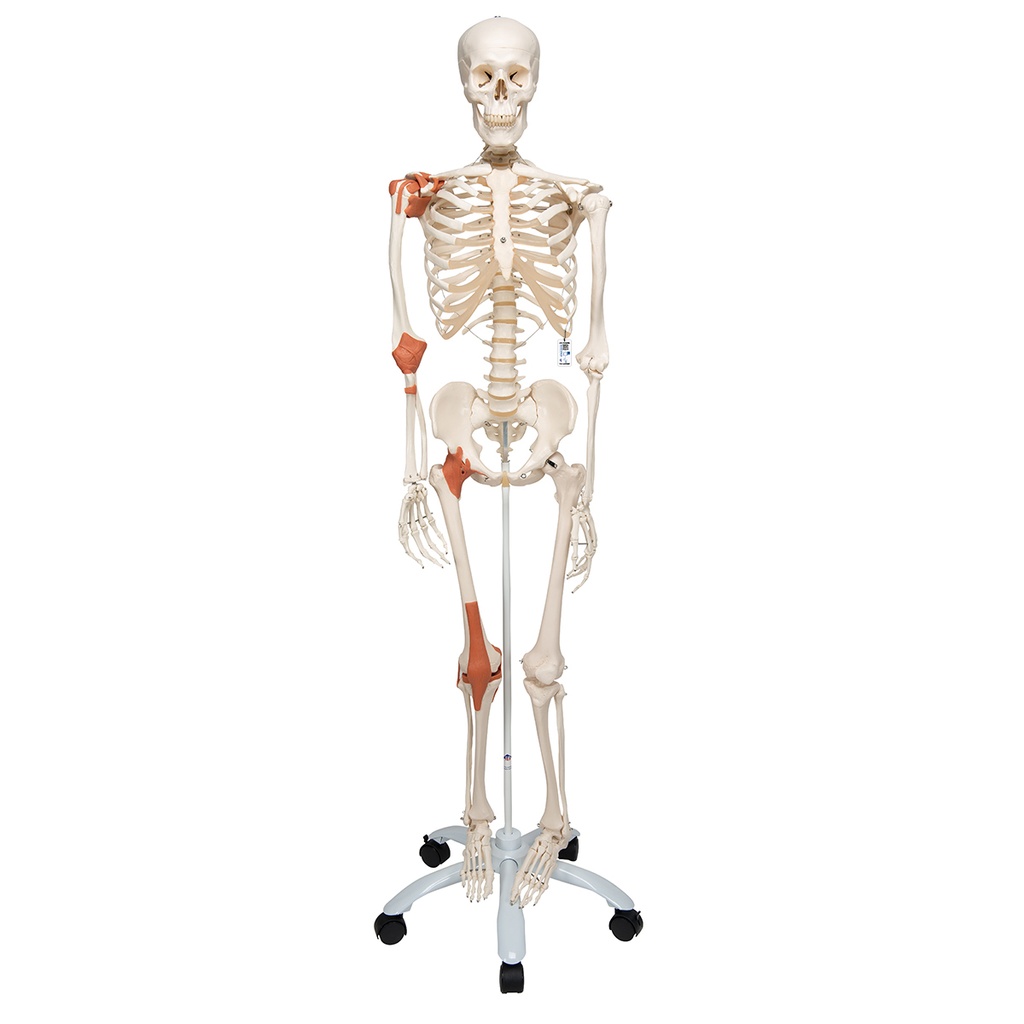 Squelette ligamentaire Leo sur support 3B Scientific®