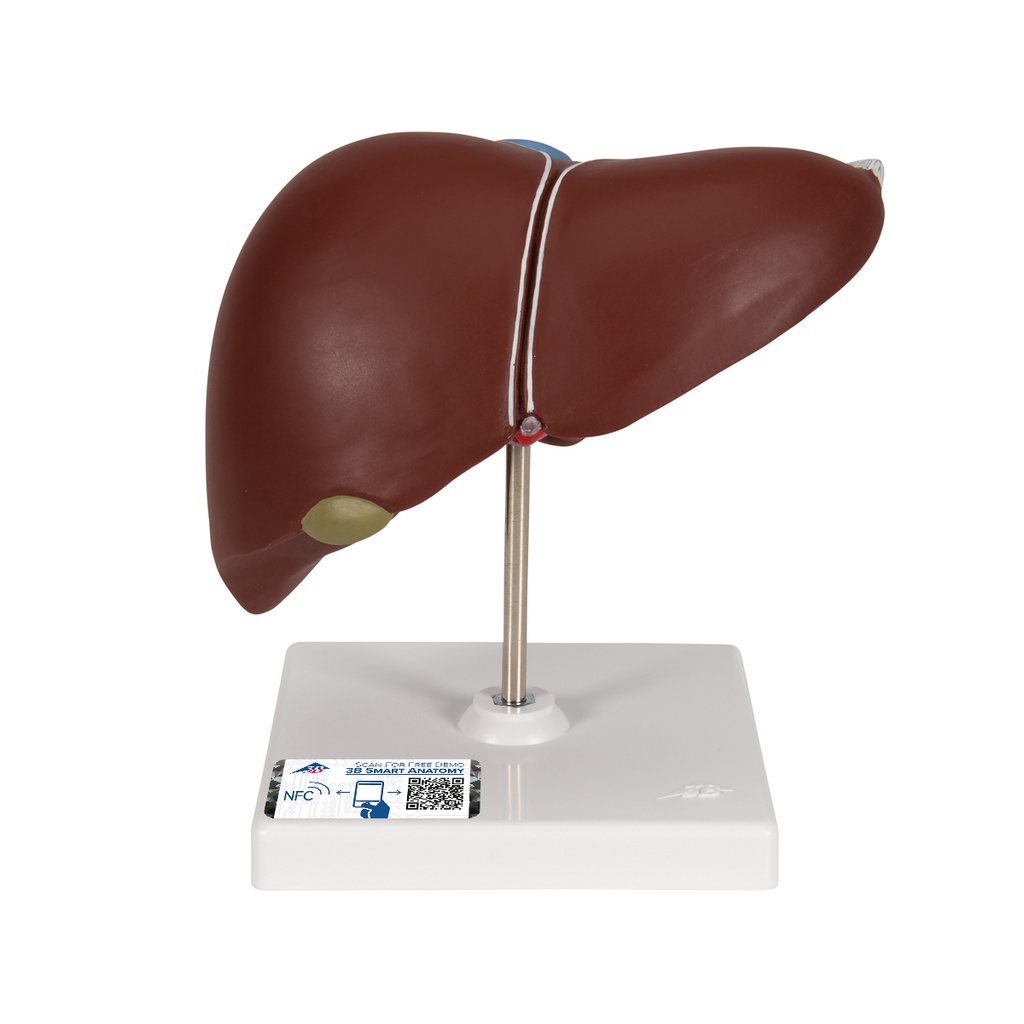 Foie avec vésicule biliaire 3B Scientific®