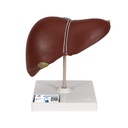 Foie avec vésicule biliaire 3B Scientific®