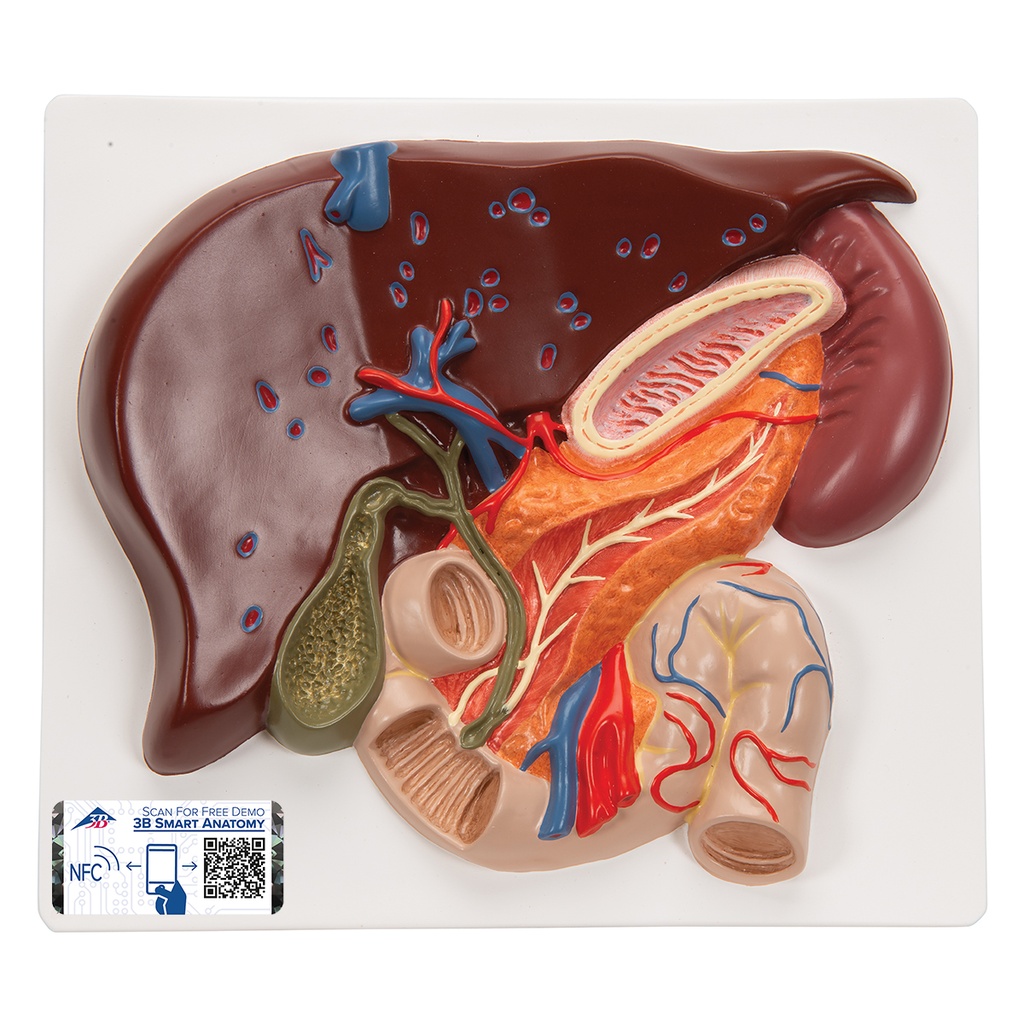 Foie avec vésicule biliaire 3B Scientific®