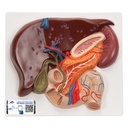 Foie avec vésicule biliaire 3B Scientific®