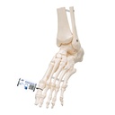 Squelette du pied et de la cheville sur élastique 3B Scientific®