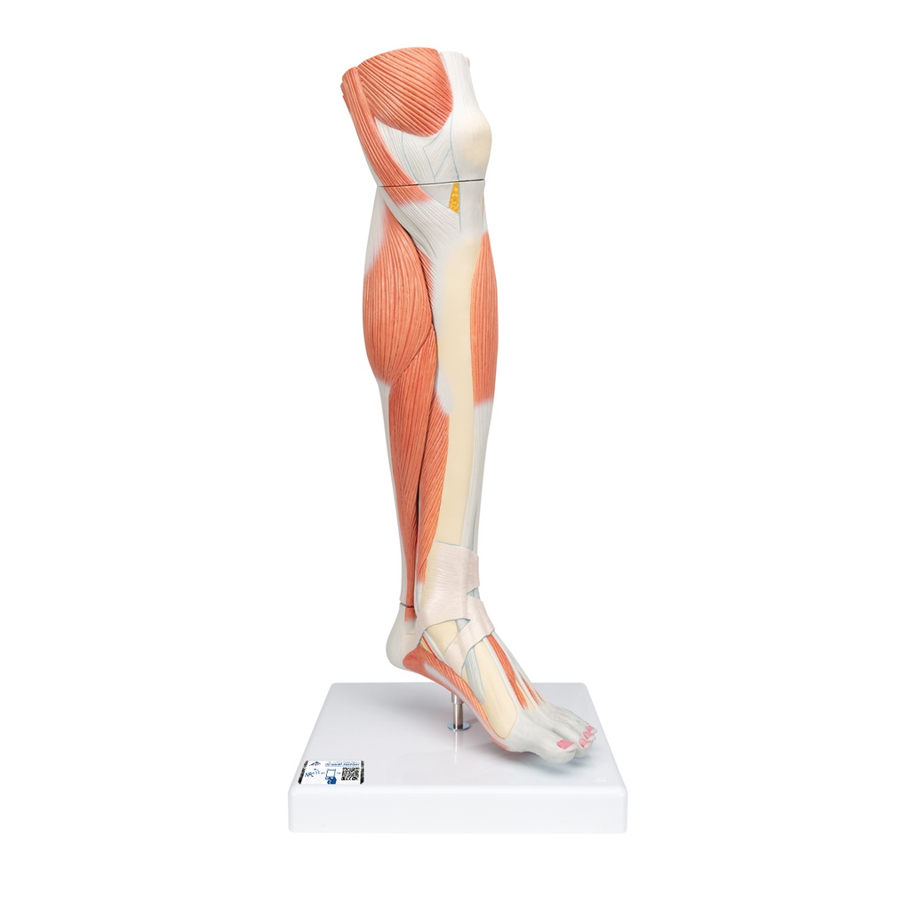Jambe inférieure musclée avec genou 3B Scientific®