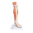 Jambe inférieure musclée avec genou 3B Scientific®