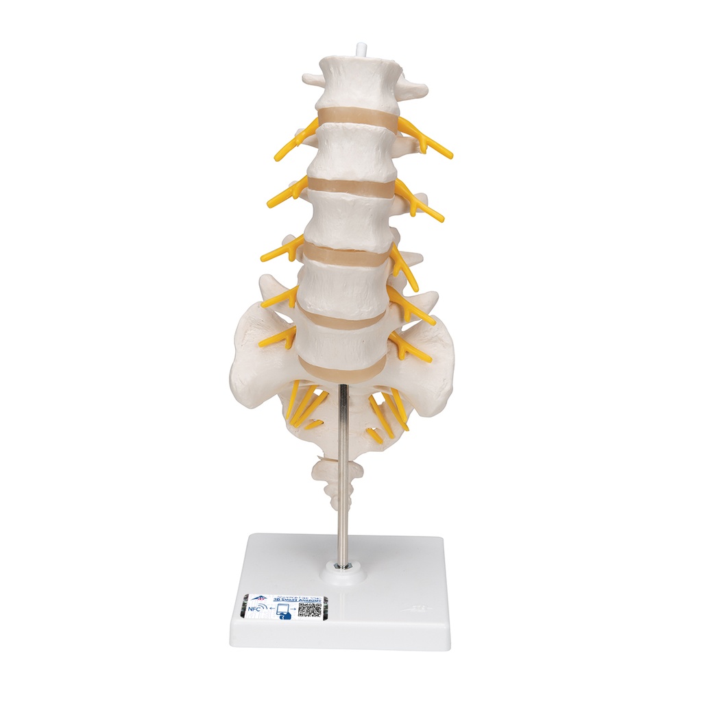 Colonne vertébrale lombaire 3B Scientific®