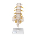 Colonne vertébrale lombaire 3B Scientific®